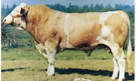 Simmental Semen For Sale:  SB10-4378