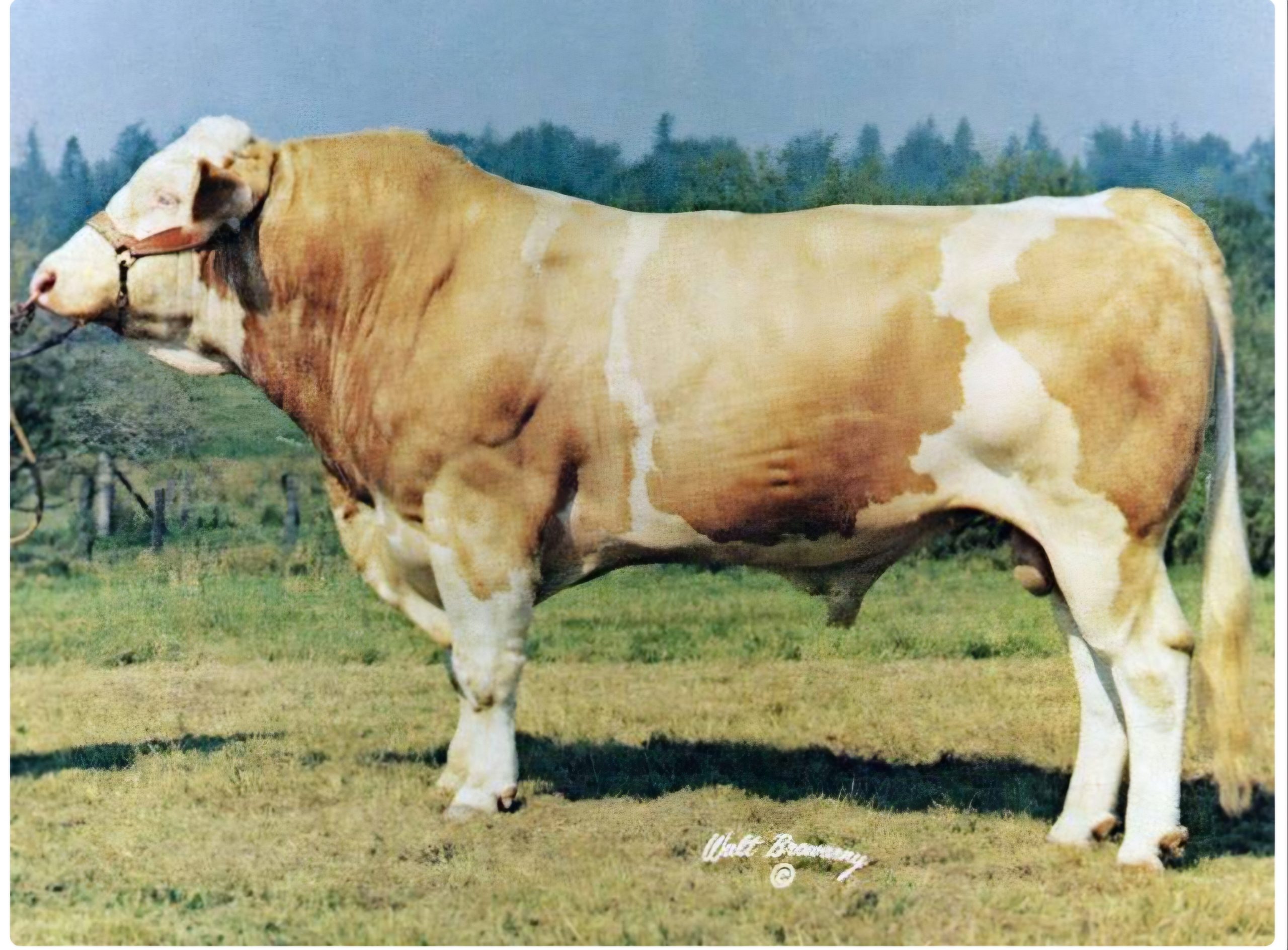 Alpine Polled Proto