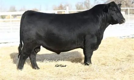 Angus Embryos For Sale:  SB10-4397