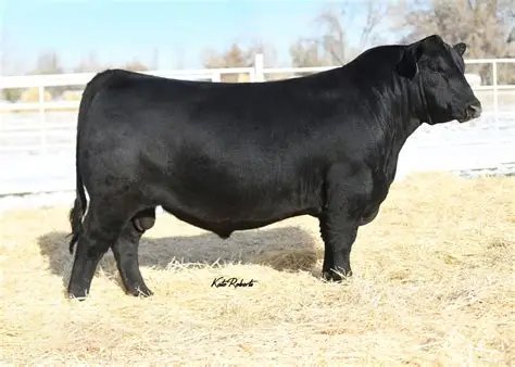 Angus Embryos For Sale:  SB10-4397