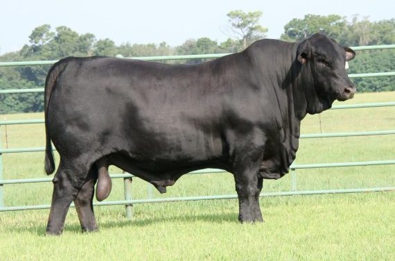 Brangus Embryos For Sale:  SB10-4383
