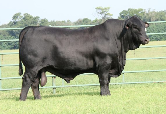 BWCC-Big-Town-192B16-570x392
