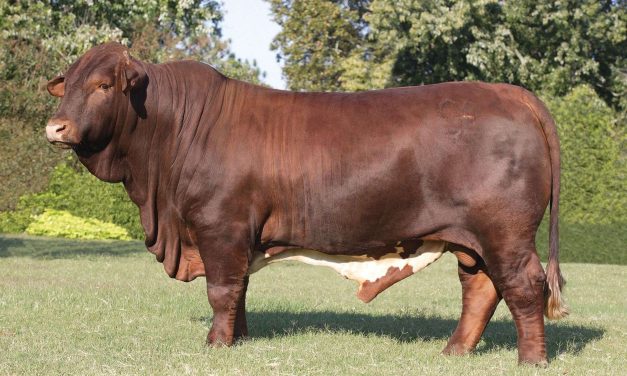 Beefmaster Semen For Sale:  SB10-4386