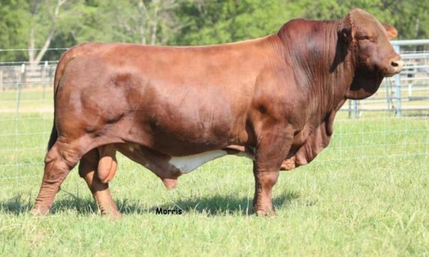 Beefmaster Semen For Sale:  SB10-4393