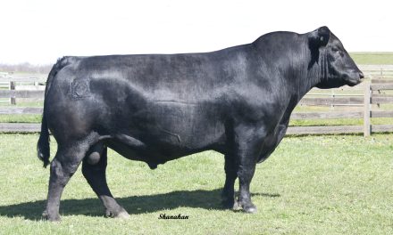 Angus Semen For Sale:  SB10-4363