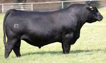 Angus Embryos For Sale:  SB10-4398