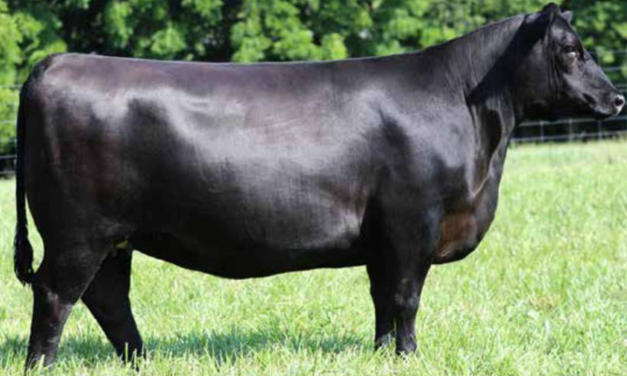 Angus Embryos For Sale:  SB10-4399