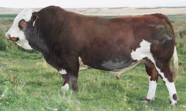 Fleckvieh Semen For Sale:  SB10-3607