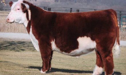 Hereford Semen For Sale:  SB10-4372