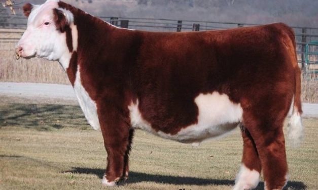 Hereford Semen For Sale:  SB10-4372