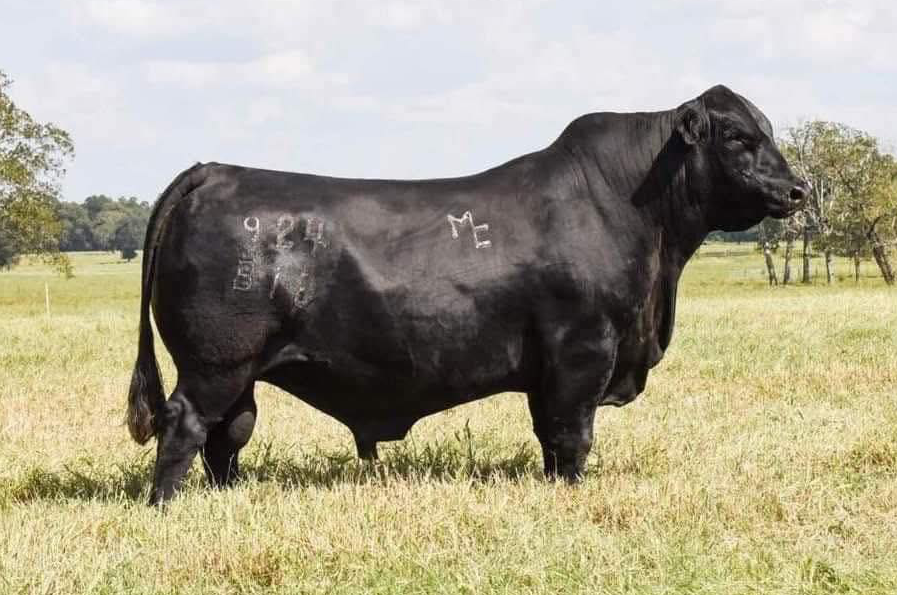 MC PROFIT 924B16