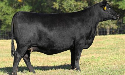 Angus Embryos For Sale: SB10-4396