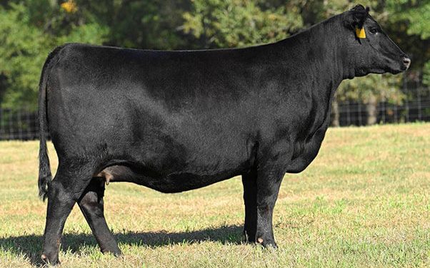 Angus Embryos For Sale: SB10-4396