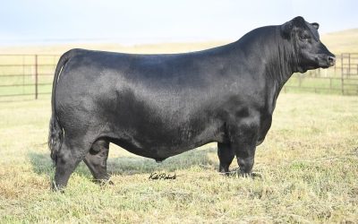 Angus Semen For Sale:  SB10-4776