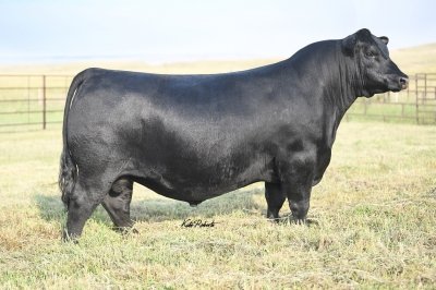 Pollard Hennessey 3920