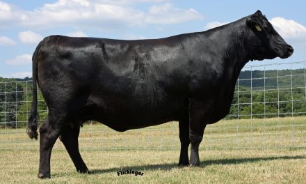 Angus Embryos For Sale:  SB10-4371