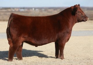Red Angus Semen Wanted:  SB10-4402