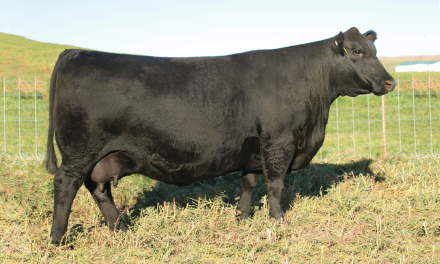 Angus Flush For Sale:  SB10-4369