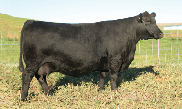 Angus Flush For Sale:  SB10-4369