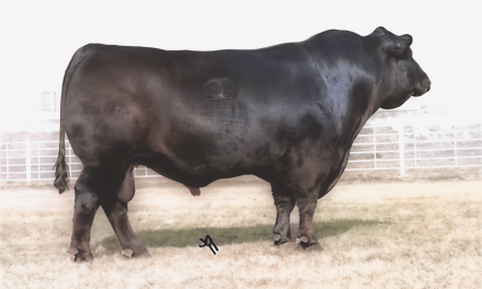 Angus Semen For Sale:  SB10-4370