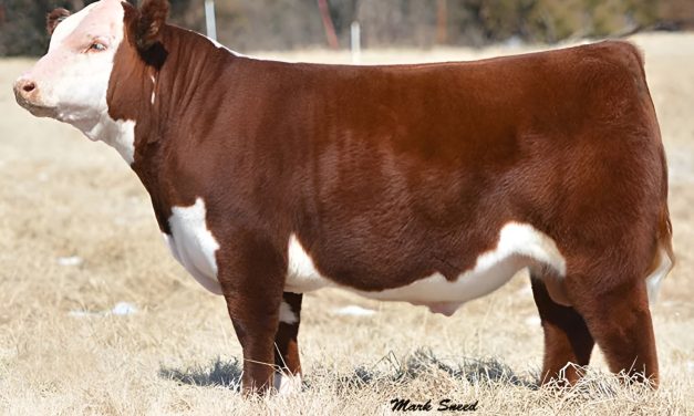 Hereford Semen For Sale:  SB10-4366