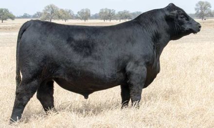 Angus Semen For Sale:  SB10-4509