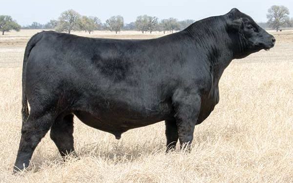 Angus Semen For Sale:  SB10-4698