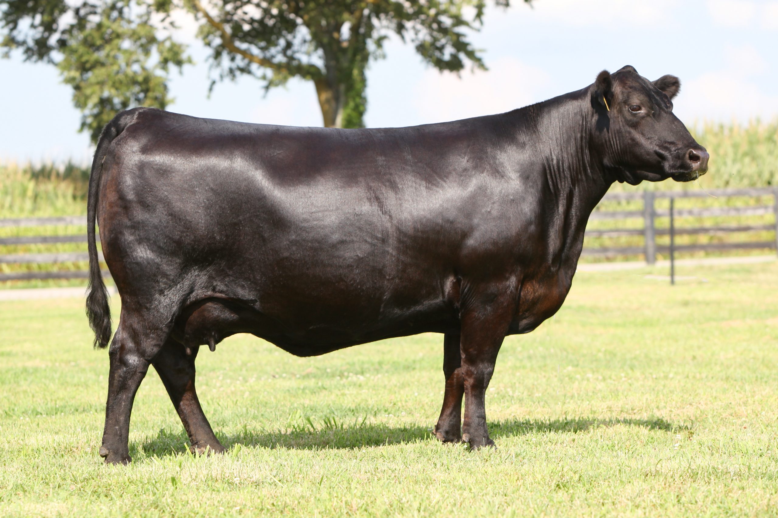 daltons Lucy 393