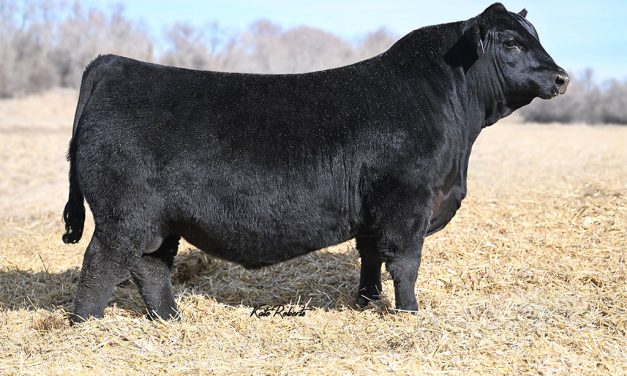 Angus Embryos For Sale:  SB10-4398