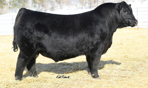 Angus Semen For Sale:  SB10-4406