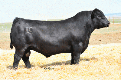 Angus Semen For Sale:  SB10-4391
