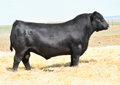 Angus Semen For Sale:  SB10-4391