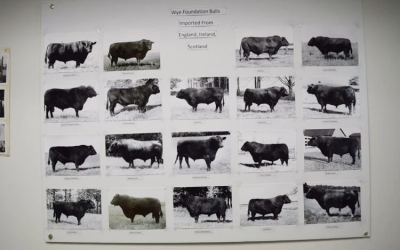 Angus Semen Wanted:  SB10-4481