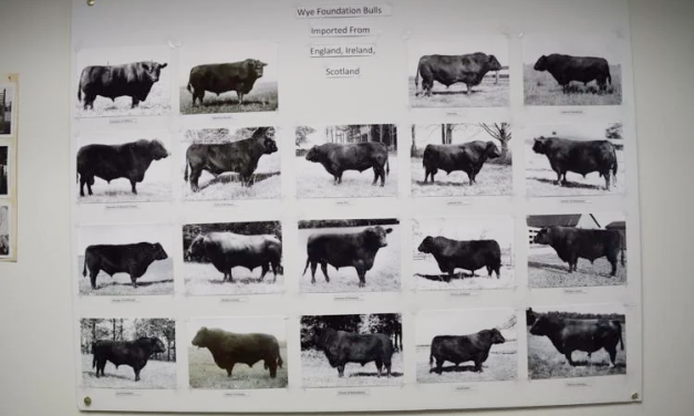 Angus Semen Wanted:  SB10-4481