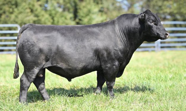 Angus Embryos For Sale:  SB10-4415