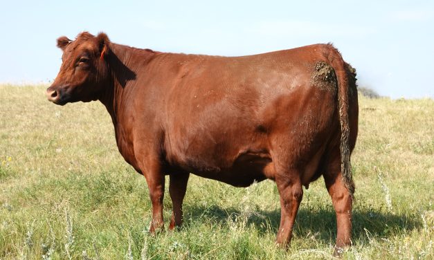 Red Angus Embryos For Sale:  SB10-4411