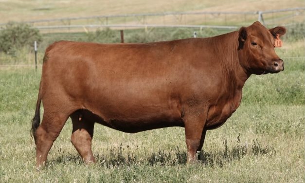 Red Angus Embryos For Sale:  SB10-4414