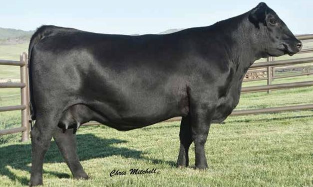 Angus Embryos For Sale:  SB10-4423
