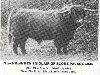 Highlander Semen For Sale:  SB10-4483