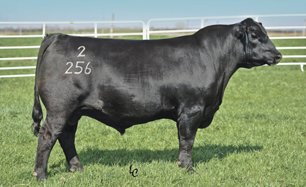 Angus Semen For Sale:  SB10-4422