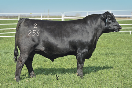 Angus Semen For Sale:  SB10-4422