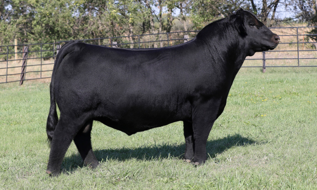 Simmental Semen For Sale:  SB10-4480