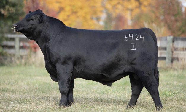 Angus Semen For Sale:  SB10-4490