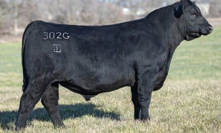 Angus Embryos For Sale:  SB10-4476