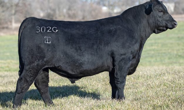 Angus Embryos For Sale:  SB10-4476
