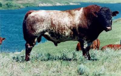 Shorthorn Semen For Sale:  SB10-4312