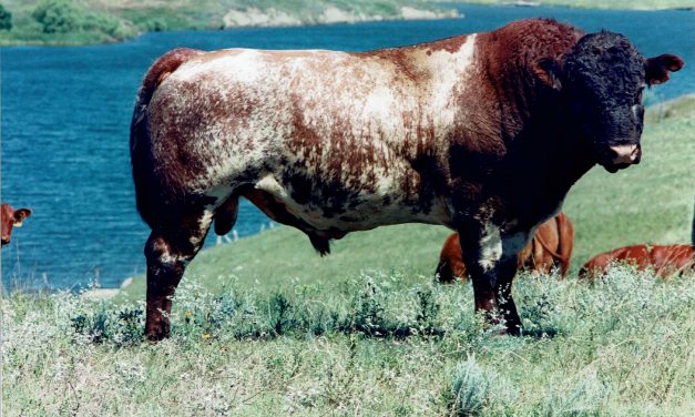 Shorthorn Semen For Sale:  SB10-4312