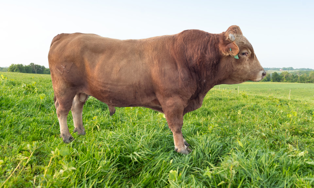Akayushi Wagyu Semen For Sale: