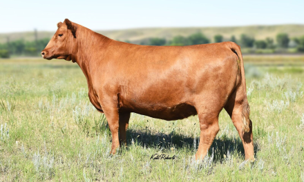 Red Angus Embryos For Sale:  SB10-4413