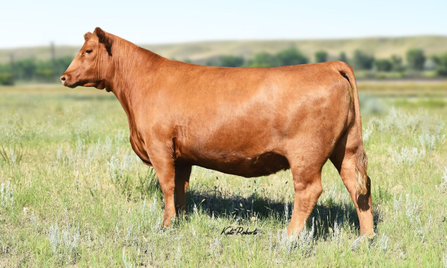 Red Angus Embryos For Sale:  SB10-4413